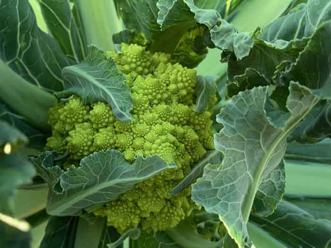 A stunning romanesco broccoli growing in the Edible Garden section of the Master Gardeners' Demonstration Garden. Laura Kling