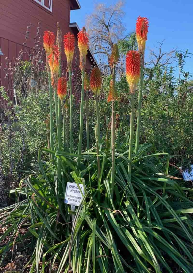 Kniphofia Hybrid (Red Hot Poker, Torch Lily) in the Mediterranean Garden at the Demonstration Garden at Patrick Ranch. Laura Kling