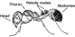 Ant parts