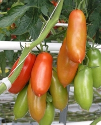 San Marzano Tomato