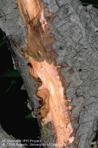 Fire Blight Bark by Jack Kelly Clark