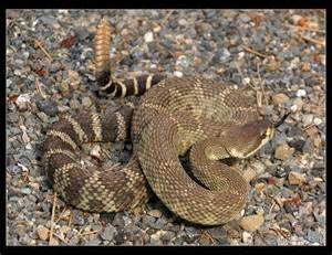 Northern Pacific Rattlesnake