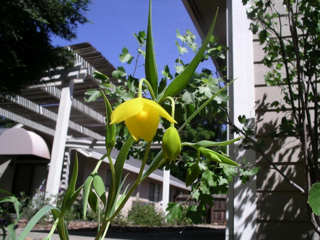 Diogenes' Lantern, a Globe Lily  (Calochortus amabilis)