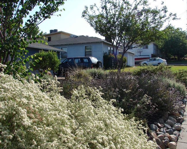 Plants include CA Buckwheat (Eriogonum fasciculatum), Salvia clevelandii 'Winifred Gilman,' Ceanothus 'Joyce Coulter', and CA Fuchsia Epilobium canum.