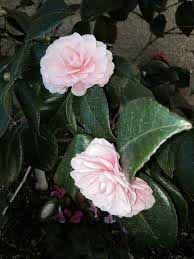 light pink camellia