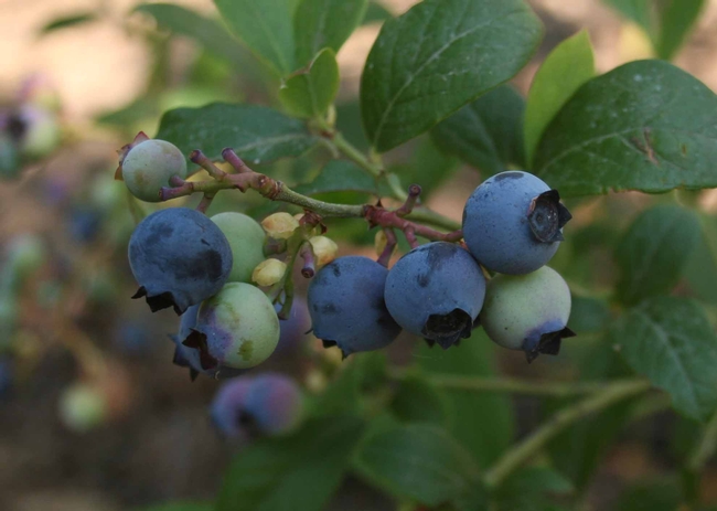 O'Neal Blueberries by J. Alosi