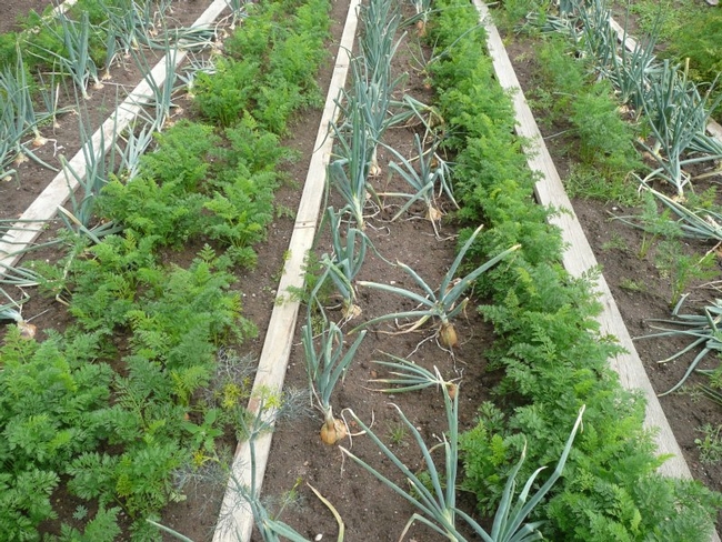 Companion planting of carrots and onions.