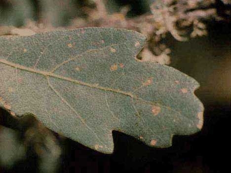 Blue Oak Leaf by ANR