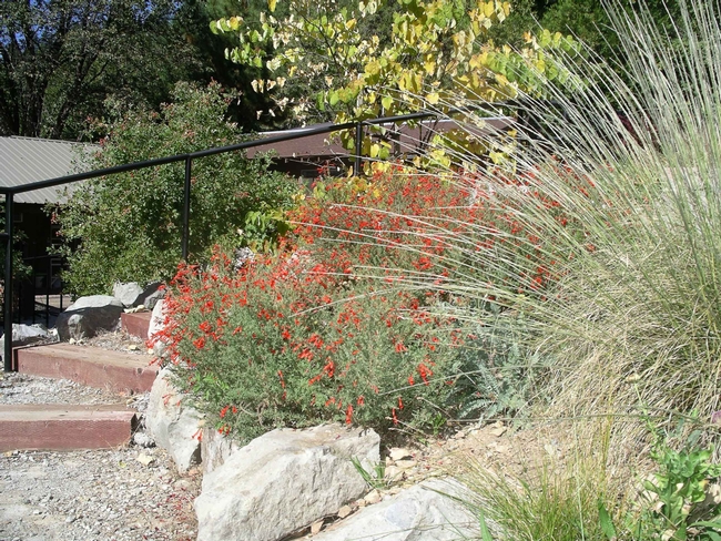 Native Garden in Sierra City by C. Weiner
