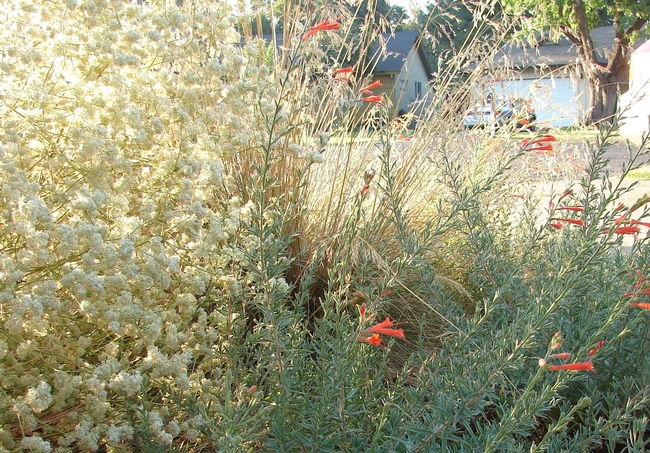CA Fuchsia, CA Buckwheat by E. Werner