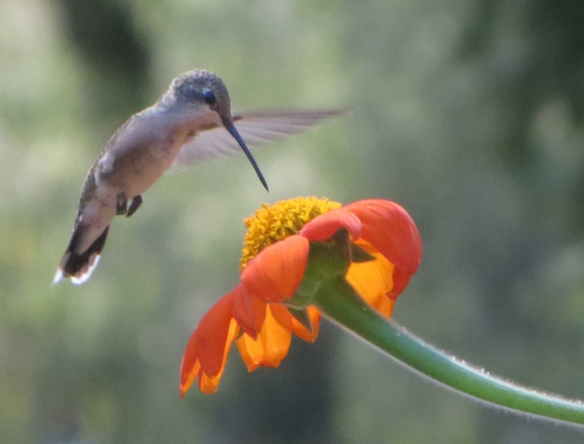 Hummingbird by J. Alosi