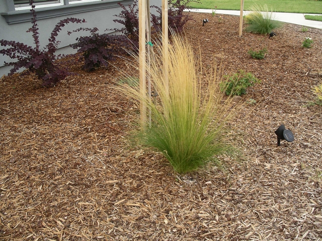 Mulched Mexican Feather Grass by Cindy Weiner