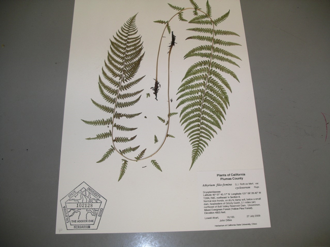 Herbarium specimen, Cindy Weiner