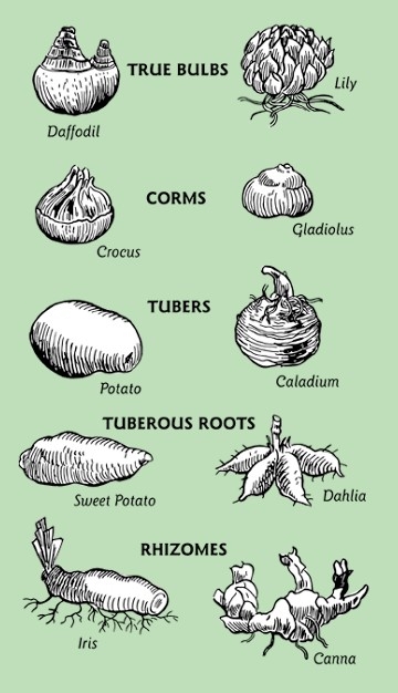 Bulb Types
