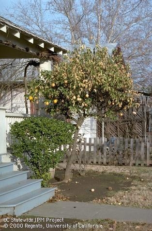 Lemon foliage killed by freeze, Jack Kelly Clark