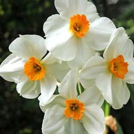 Daffodil geranium