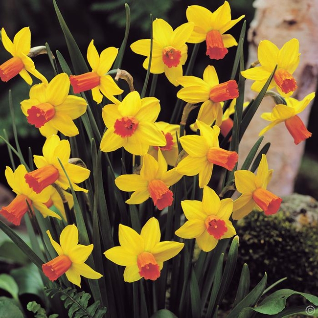 Daffodil jetfire