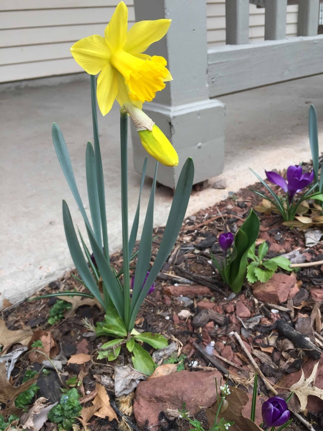 King Alfred daffodil