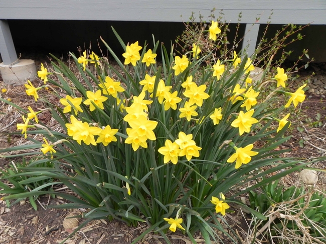 Quail daffodil
