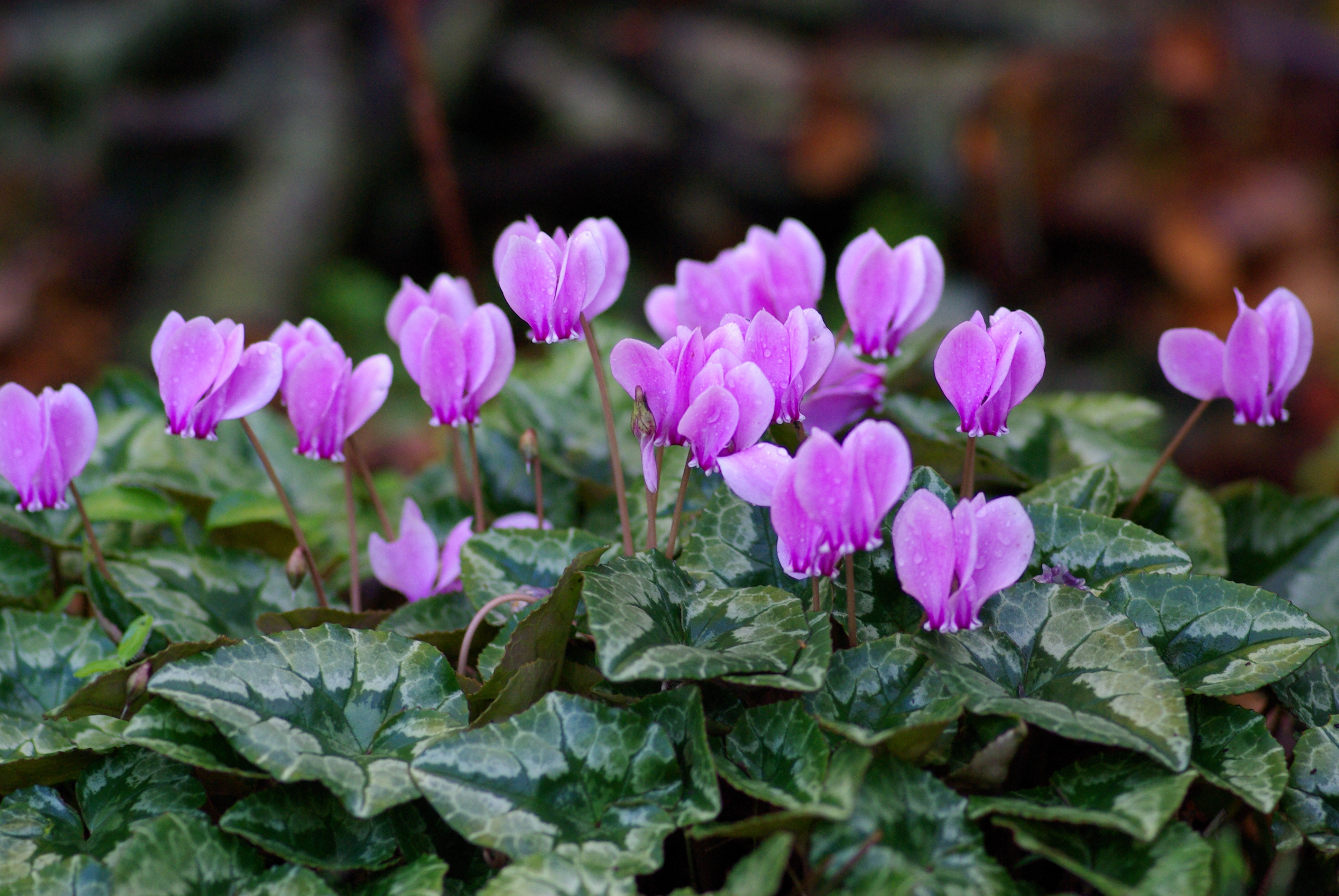 Plant Cyclamen and Hellebores for Winter Color in the Garden - The Real  Dirt Blog - ANR Blogs