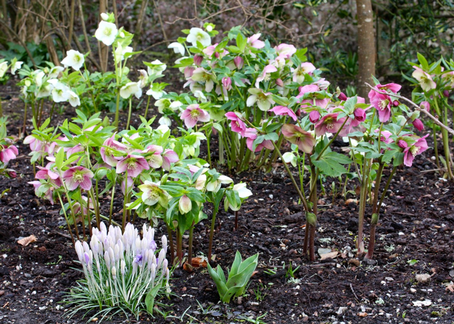 Hellebores range in color from white to purple