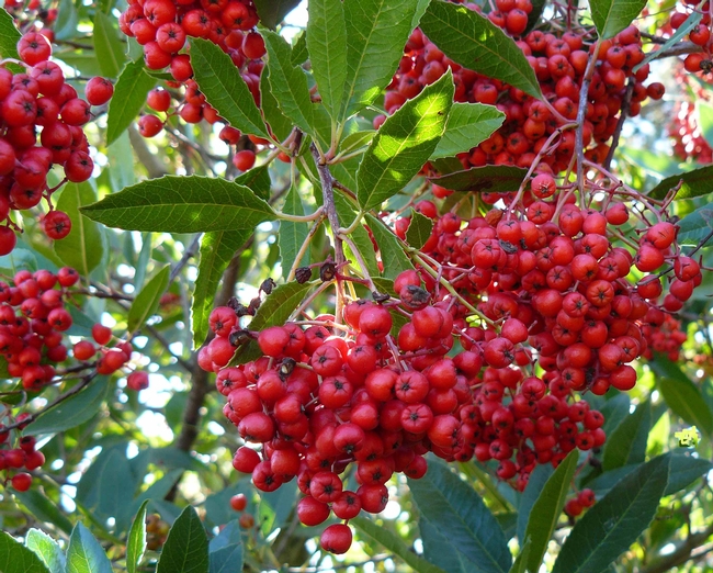 Toyon Heteromeles berries