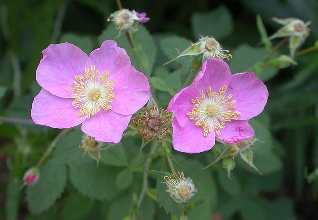 California Wild Rose,Wikicommons