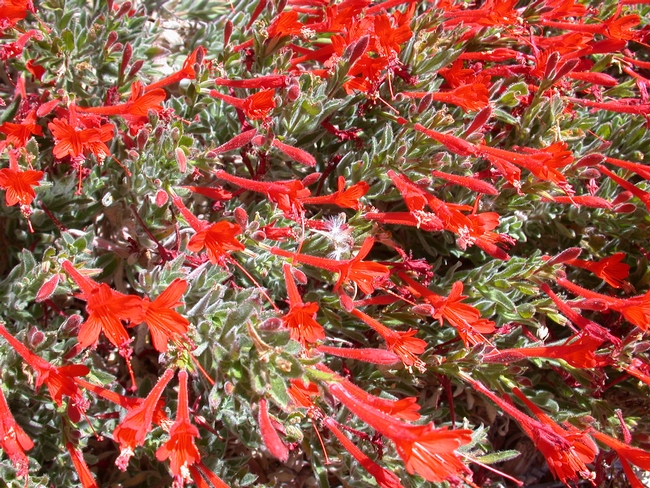 California Fuchsia (Epilobium latifolium), Wikicommons