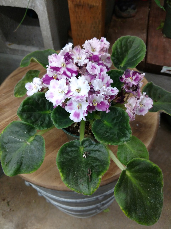 African Violet by E. Warne