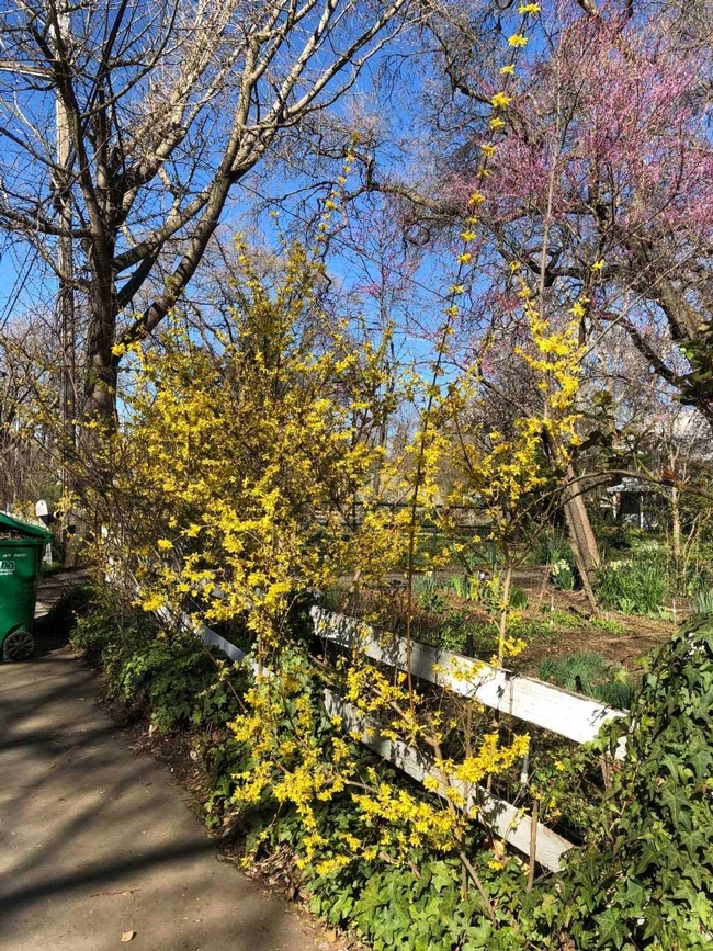 Early spring forsythia and redbud, Wendy Brown