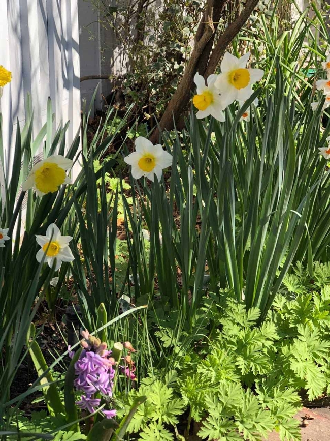 Early spring daffodill, corydalis, hyacinth, Wendy Brown