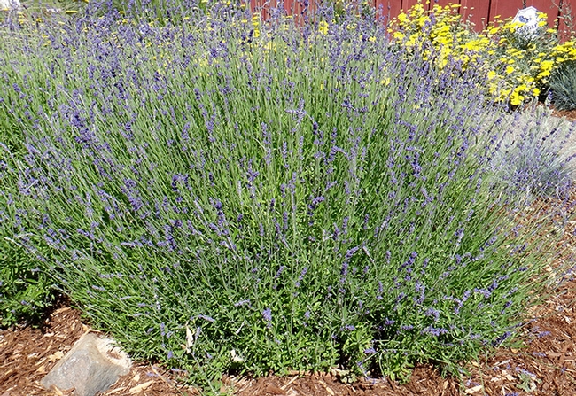 English lavender 'Hidcote' (lavandula 'Hidcote'), B. McGhie