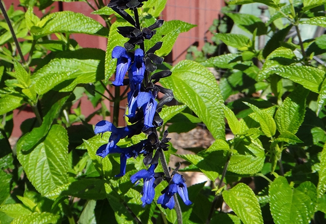 Black and Blue Sage (Salvia guaranitica), B. McGhie