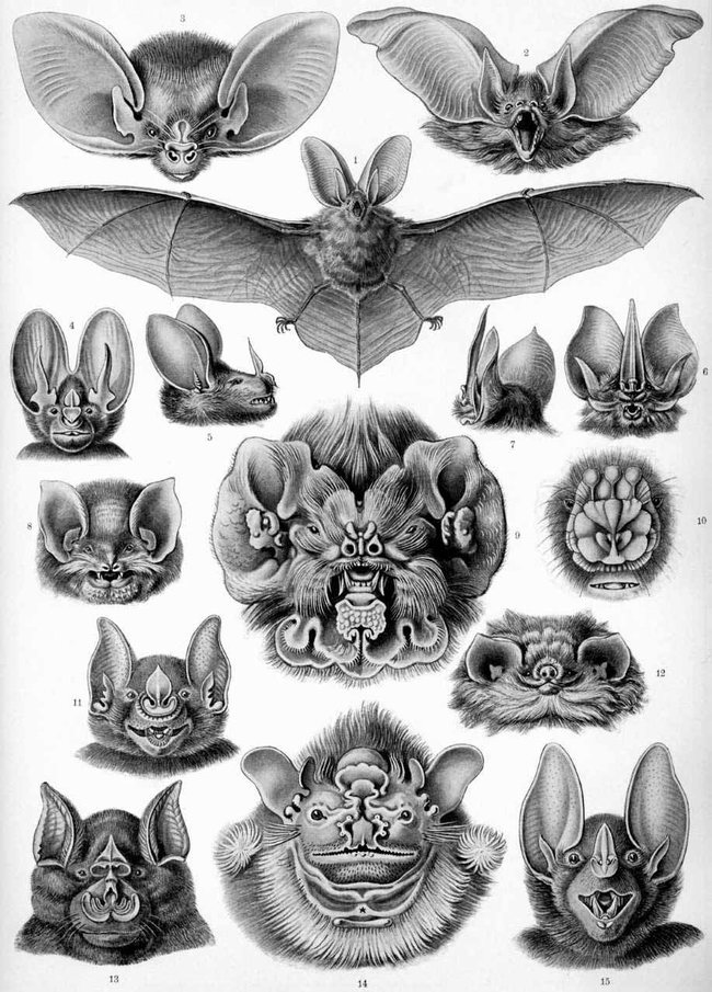 Bat echolocation chart