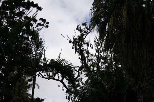 Fruit bats hanging from trees at Royal Botanic Gardens, Sydney, Australia, JH Connell