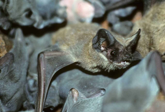 Mexican free-tailed bat surrounded by young