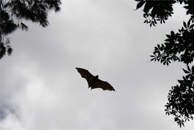 Fruit bat, Sydney, Australia, JH Connell