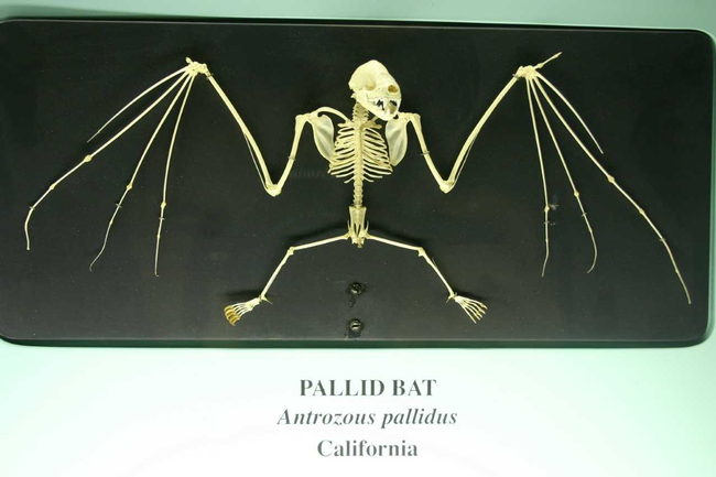 Bat skeleton with extremely elongated finger bones to control the flight surface (wings)