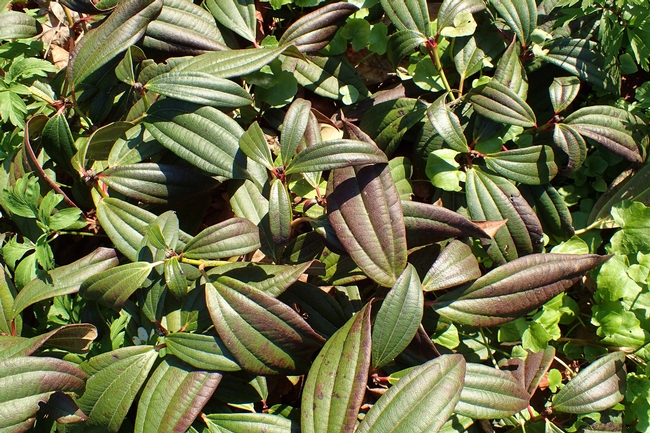 Viburnum davidii foliage