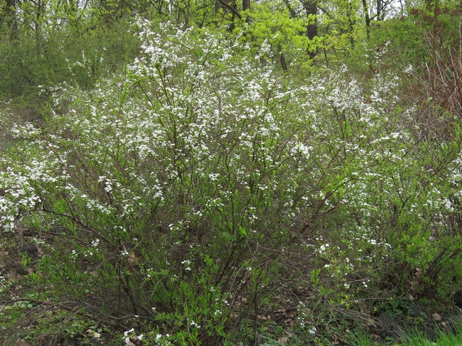 Spiraea thunbergii in flower, Wikipedia