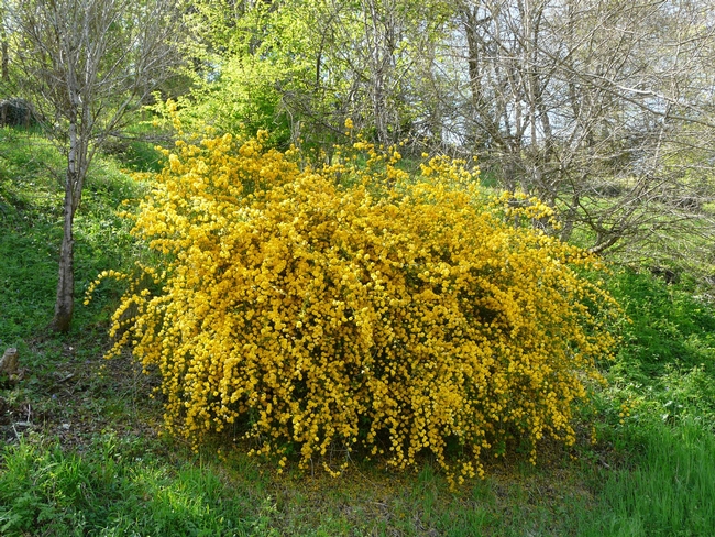 Kerria japonica pleniflora, Wikipedia
