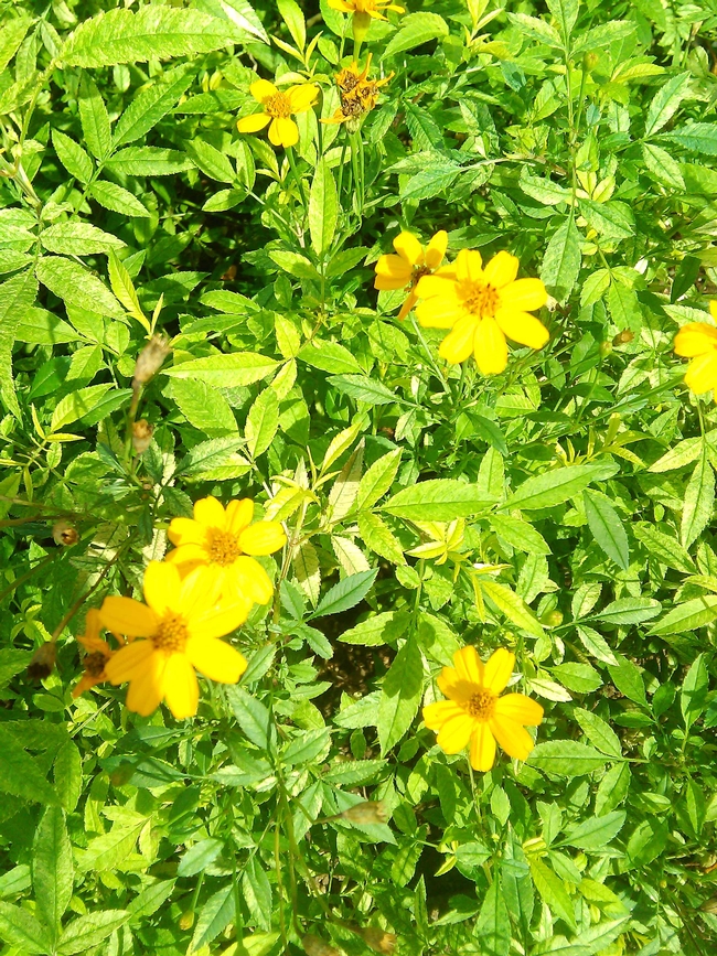 Tagetes lucida (Mexican marigold), Wiki Creative Commons
