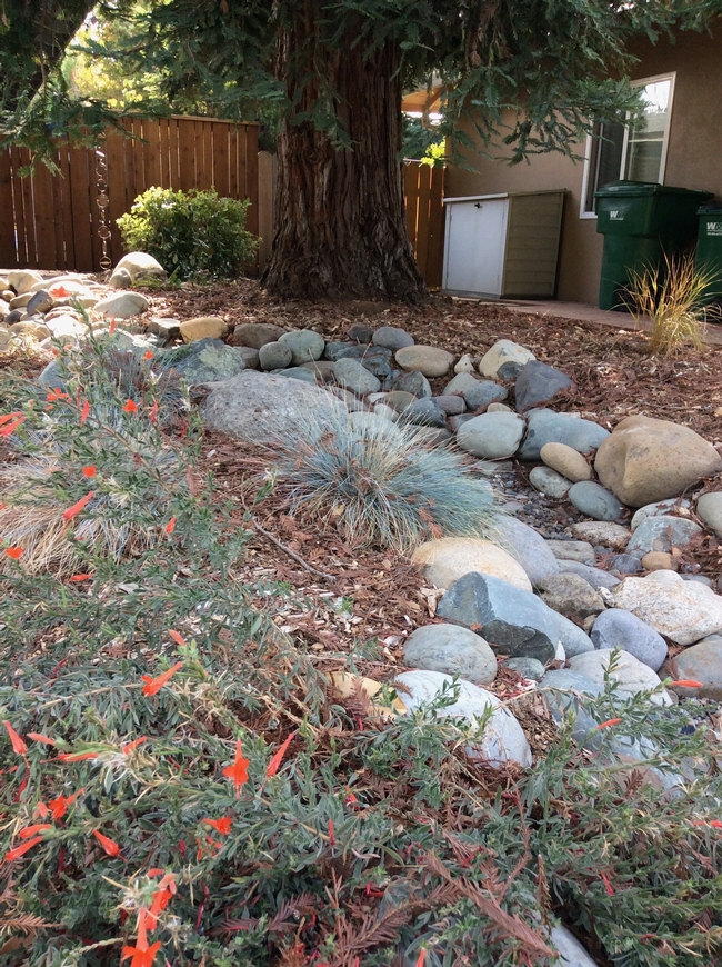 Plants that tolerate winter moisture and summer drought line banks of swale, Alicia Springer