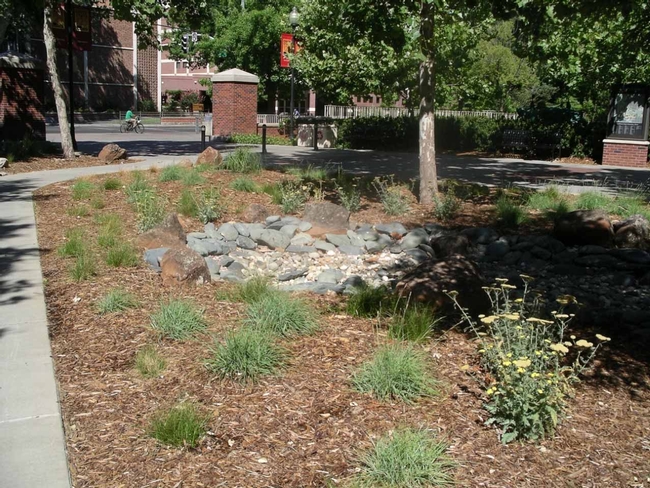 Sedges and yarrow in CSUC bioswale by C. Weiner