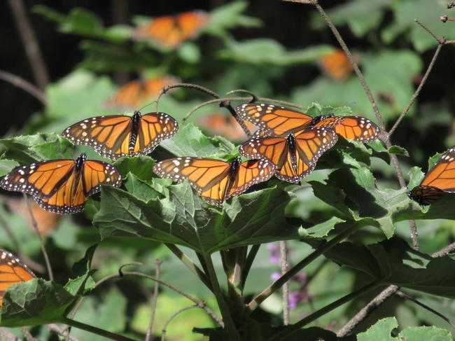 Monarchs in Michoacan by J. Alosi