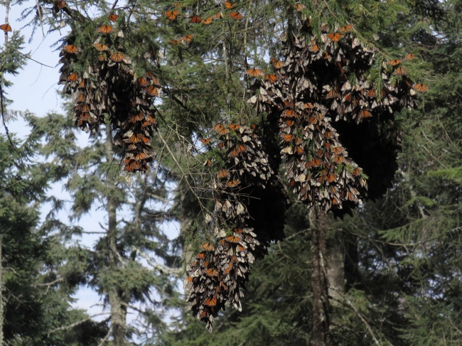 Monarchs en masse in Michoacan by J. Alosi