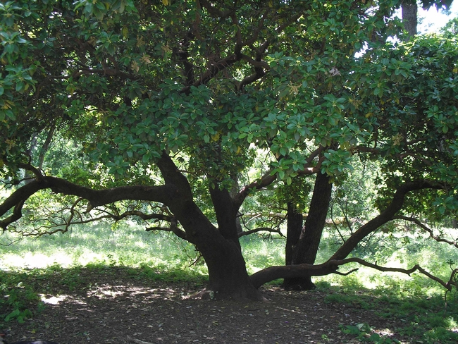 Madrone in Lower Bidwell Park. Low, horizontal branches are tempting to climb by Laura Lukes