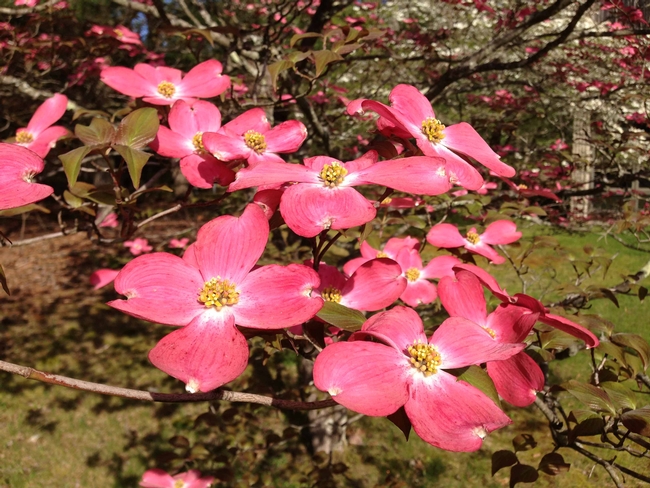 Cornus florida closeup of pink flower by Famartin