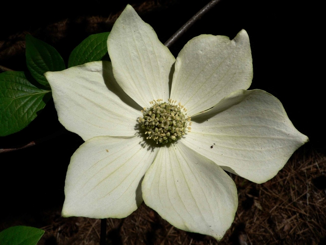 Cornus nuttallii-closeup of flower, Walter Siegmund