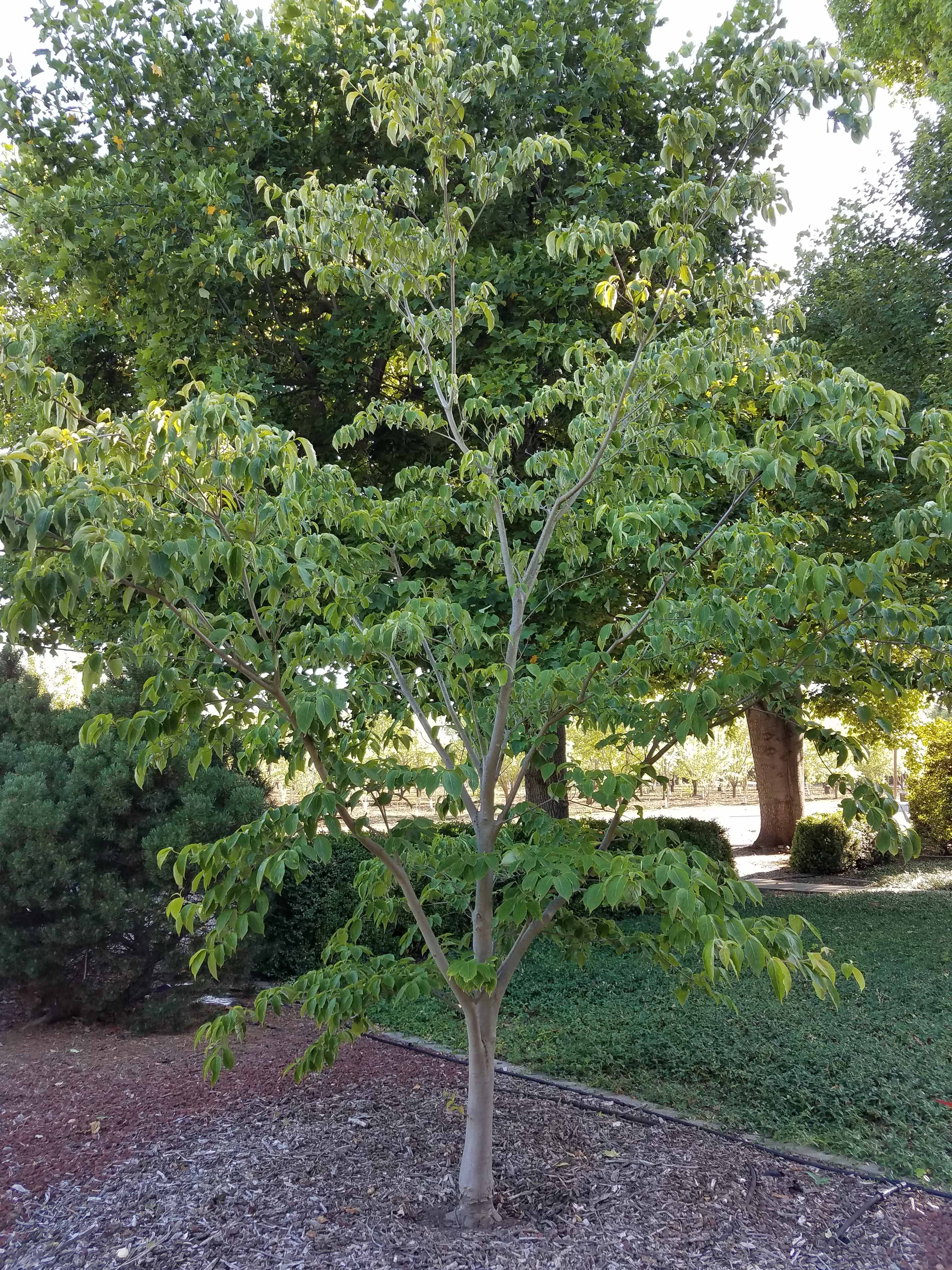 Dogwood Tree Not Blooming? 